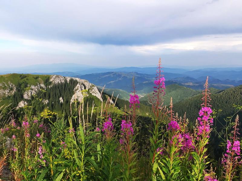 Appartamento Apartman Nina Kopaonik Centar Esterno foto